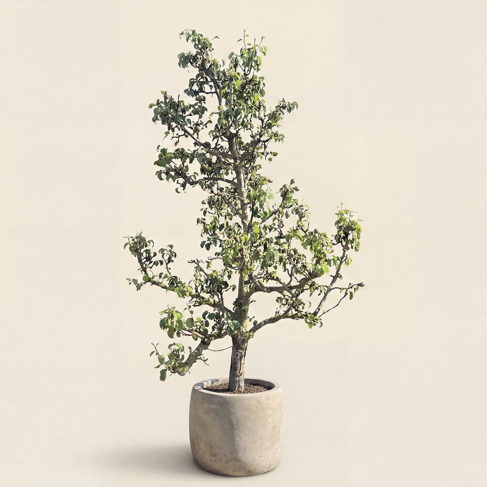Perenboom ‘Conference’ - 270 cm