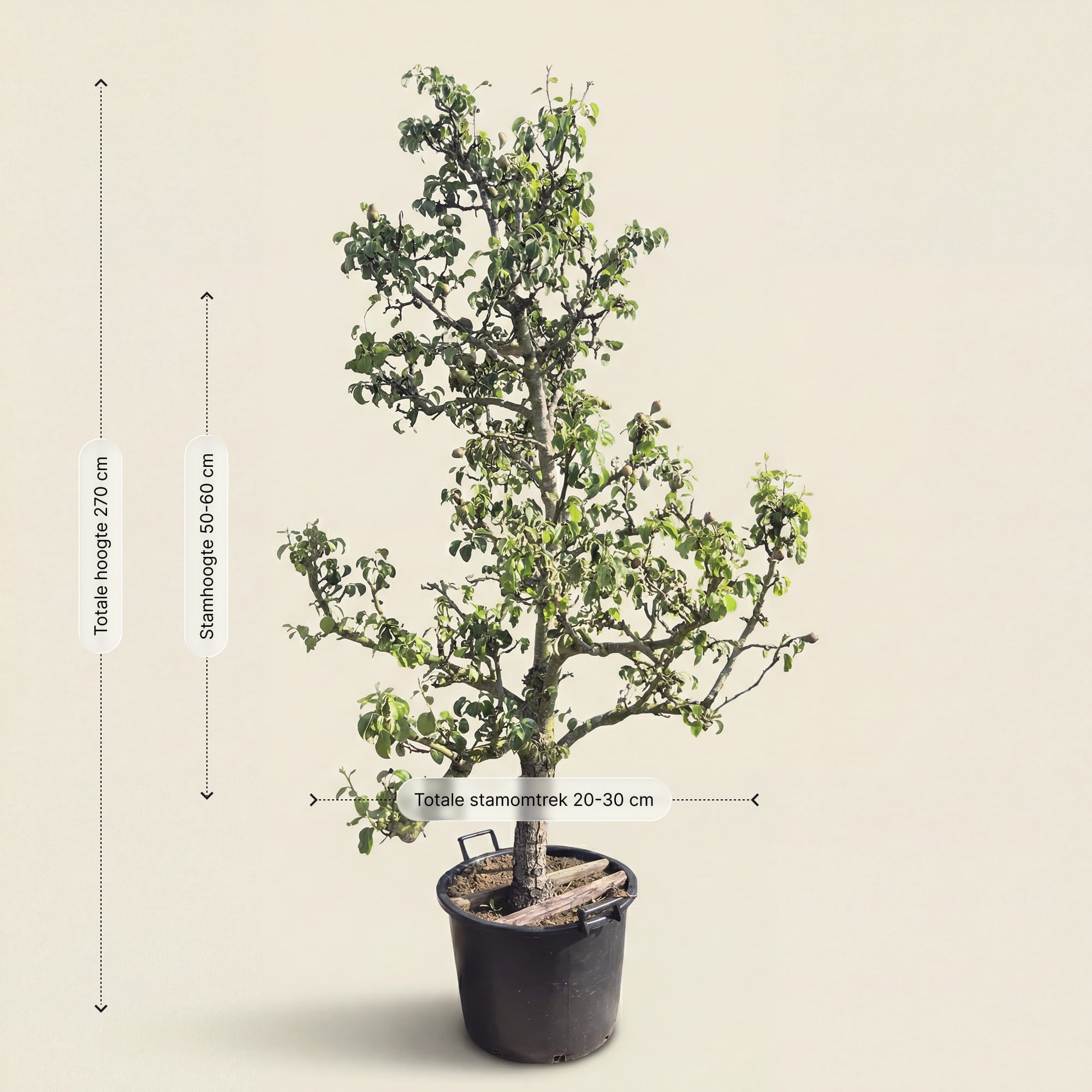 Perenboom ‘Conference’ - 270 cm