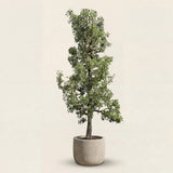 Stoofperenboom ‘Gieser Wildeman’