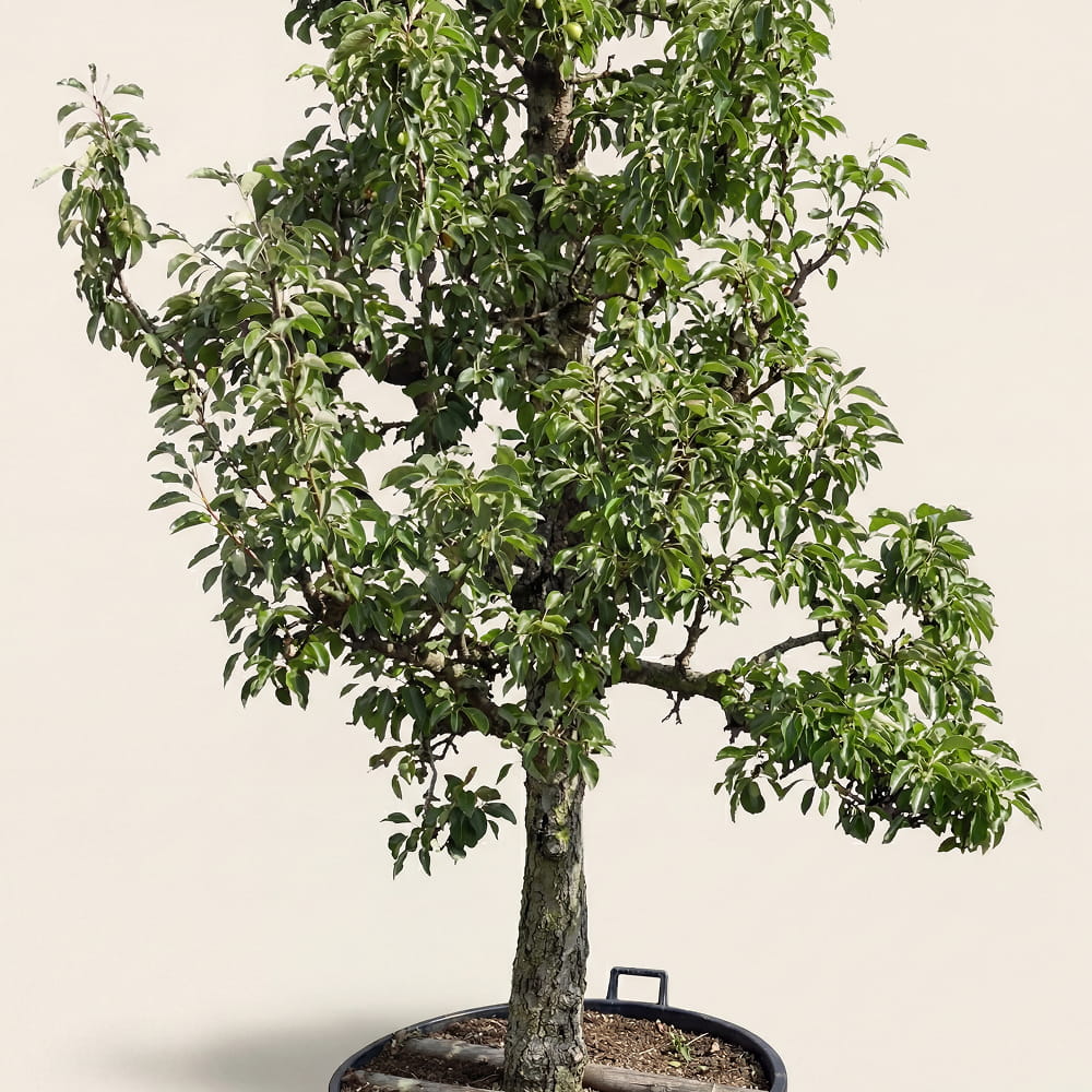 Stoofperenboom ‘Gieser Wildeman’
