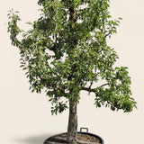 Stoofperenboom ‘Gieser Wildeman’