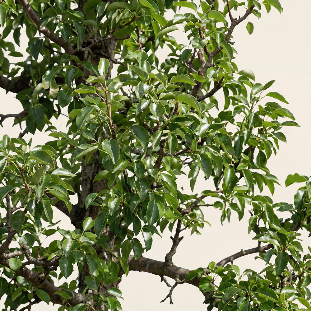 Stoofperenboom ‘Gieser Wildeman’