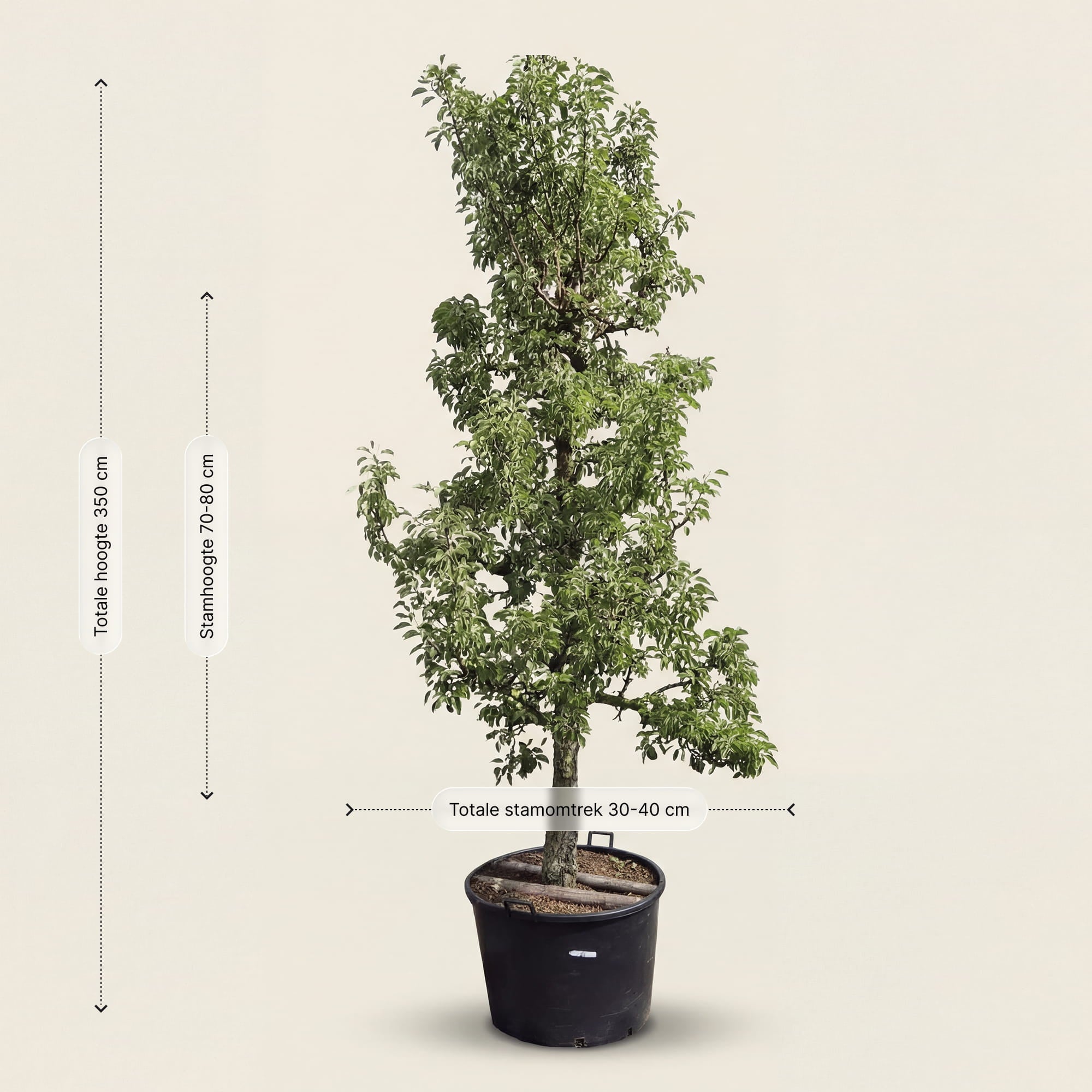Stoofperenboom ‘Gieser Wildeman’