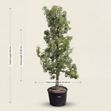 Stoofperenboom ‘Gieser Wildeman’