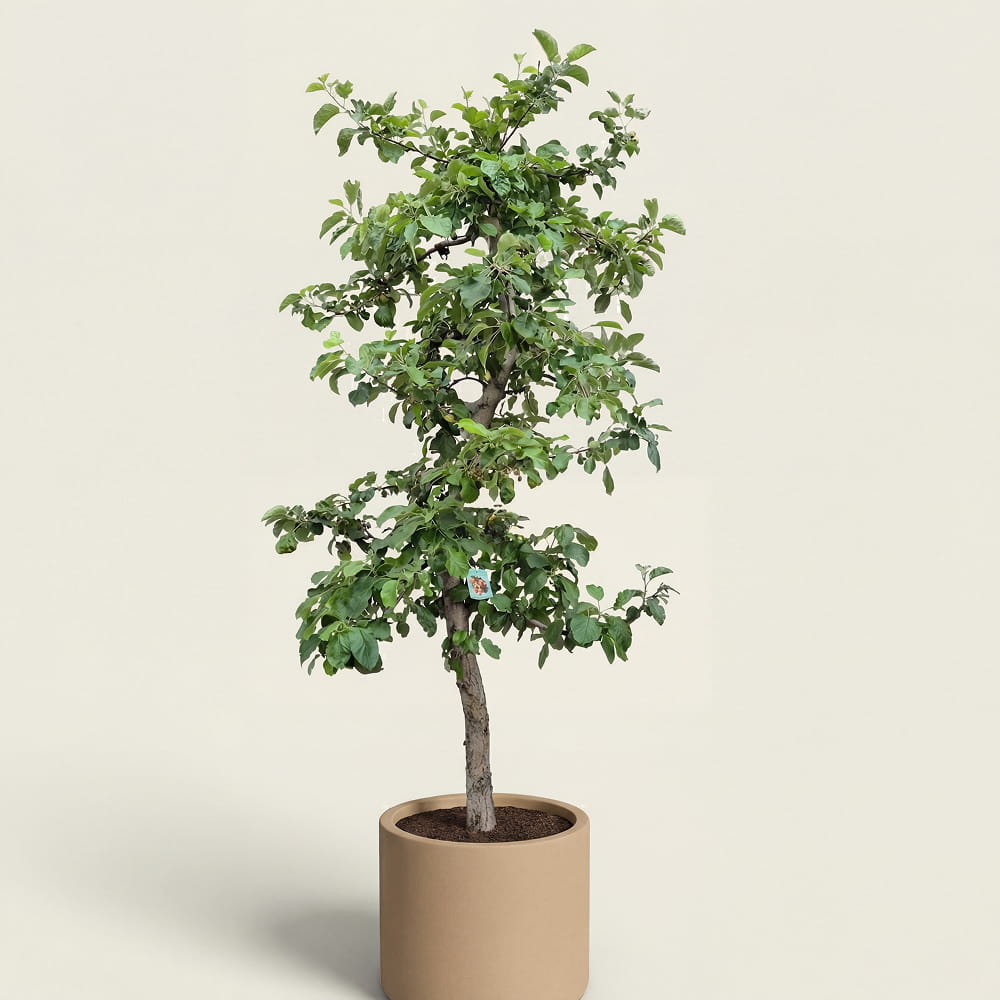Appelboom ‘Rode Boskoop’ - 300 cm