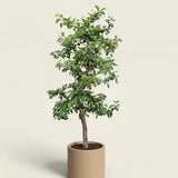 Appelboom ‘Rode Boskoop’ - 300 cm