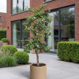 Appelboom ‘Rode Boskoop’ - 300 cm
