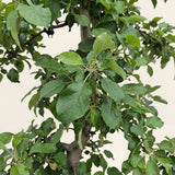Appelboom ‘Rode Boskoop’ - 300 cm
