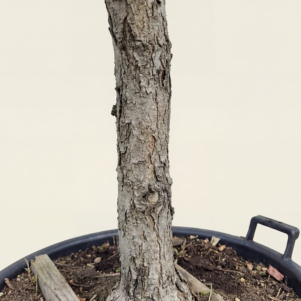 Appelboom ‘Rode Boskoop’ - 300 cm