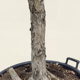 Appelboom ‘Rode Boskoop’ - 300 cm