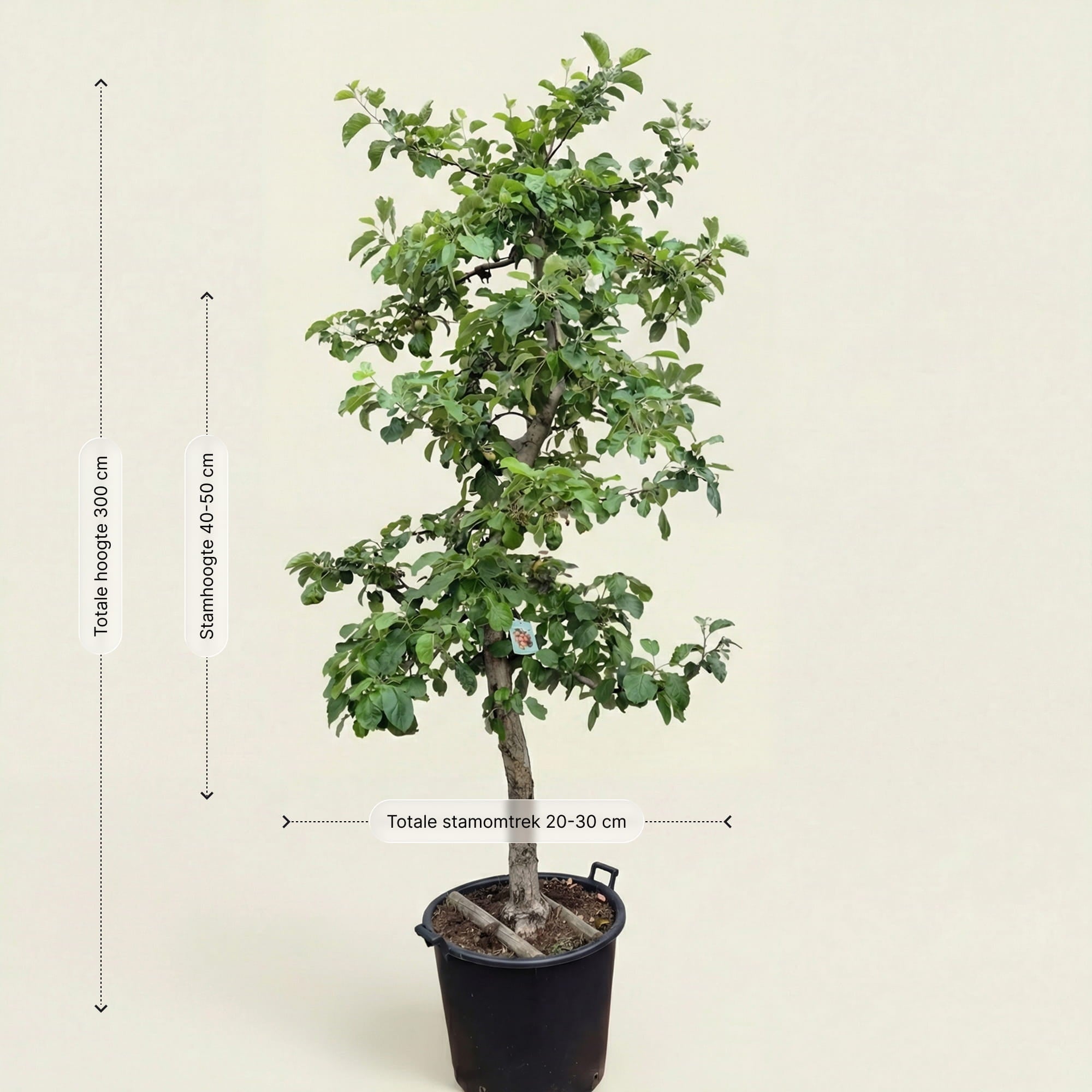 Appelboom ‘Rode Boskoop’ - 300 cm
