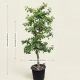 Appelboom ‘Rode Boskoop’ - 300 cm