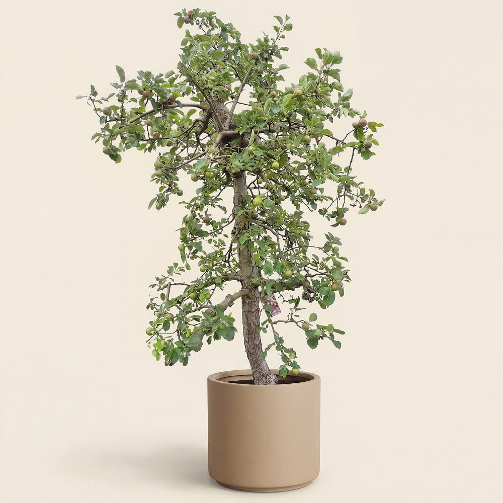 Appelboom ‘Rode Boskoop’ - 300 cm