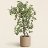 Appelboom ‘Rode Boskoop’ - 300 cm