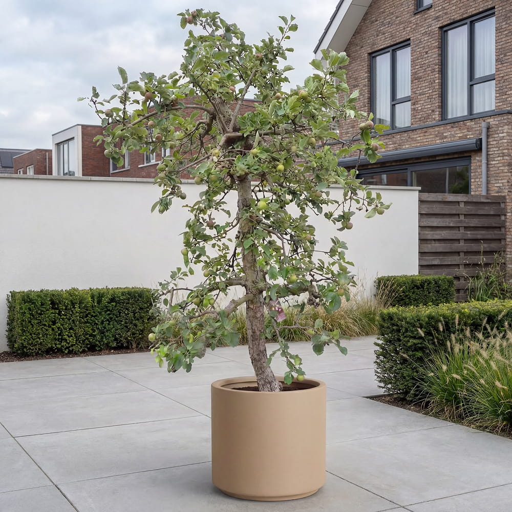 Appelboom ‘Rode Boskoop’ - 300 cm