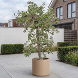 Appelboom ‘Rode Boskoop’ - 300 cm
