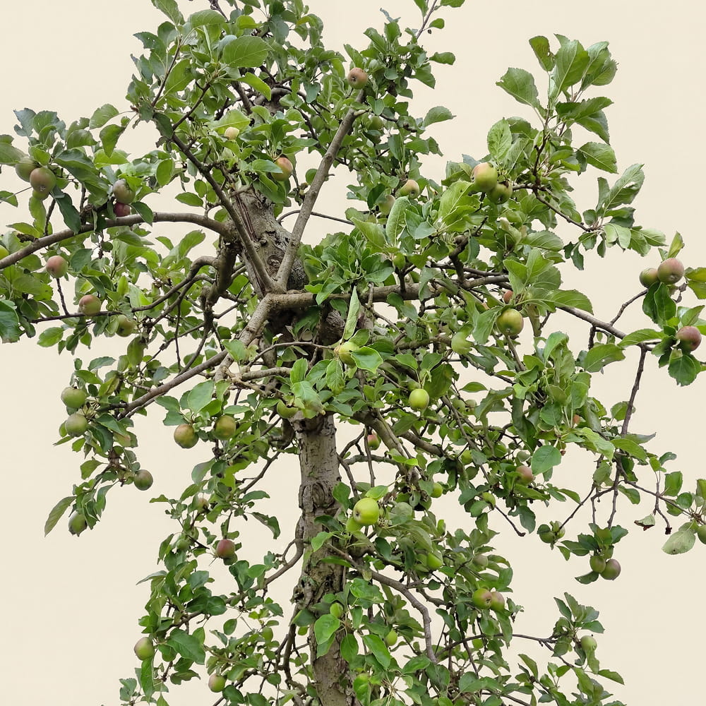 Appelboom ‘Rode Boskoop’ - 300 cm