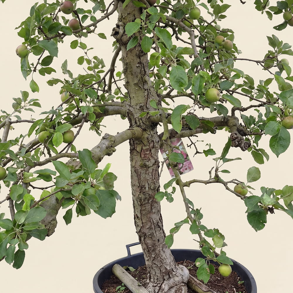 Appelboom ‘Rode Boskoop’ - 300 cm