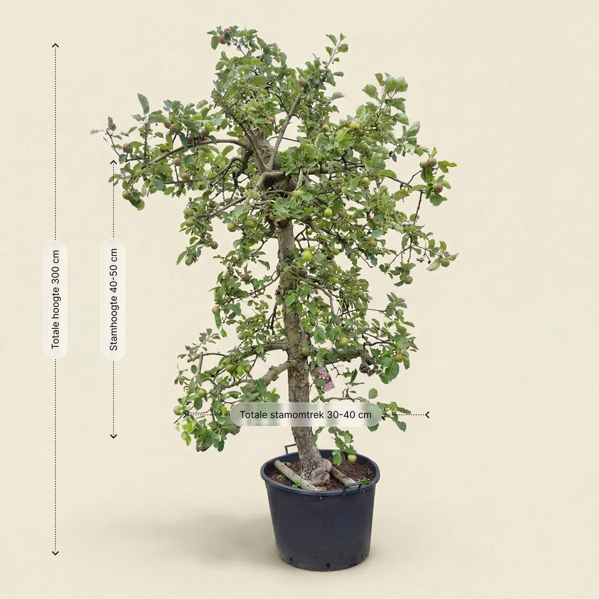 Appelboom ‘Rode Boskoop’ - 300 cm