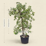 Appelboom ‘Rode Boskoop’ - 300 cm