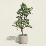 Perenboom ‘Doyenne du Comice’ - 270 cm
