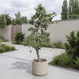 Perenboom ‘Doyenne du Comice’ - 270 cm