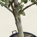 Perenboom ‘Doyenne du Comice’ - 270 cm