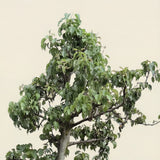 Perenboom ‘Doyenne du Comice’ - 270 cm