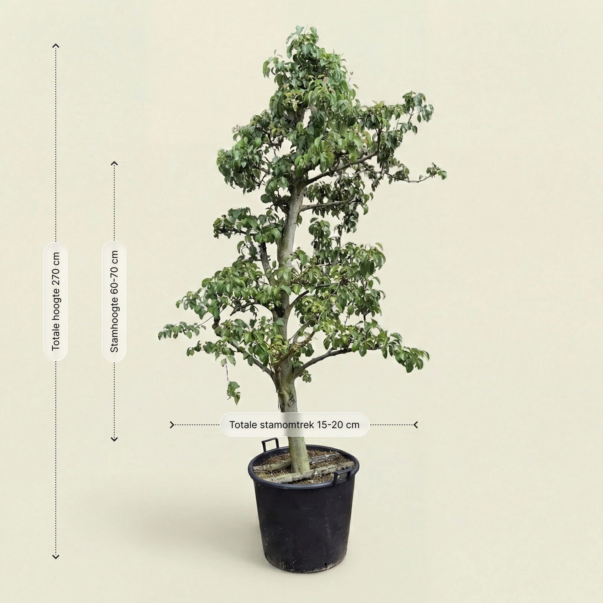 Perenboom ‘Doyenne du Comice’ - 270 cm