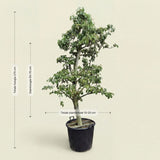 Perenboom ‘Doyenne du Comice’ - 270 cm