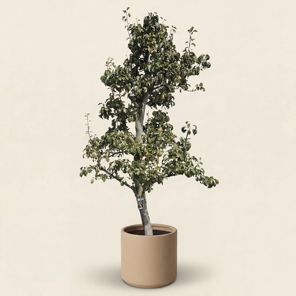 Perenboom ‘Doyenne du Comice’ - 270 cm