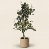 Perenboom ‘Doyenne du Comice’ - 270 cm