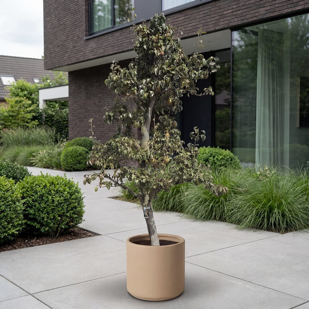 Perenboom ‘Doyenne du Comice’ - 270 cm