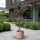 Perenboom ‘Doyenne du Comice’ - 270 cm