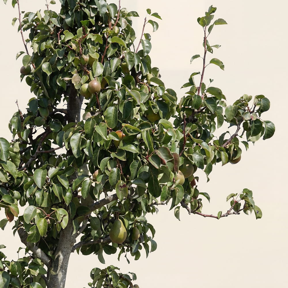Perenboom ‘Doyenne du Comice’ - 270 cm