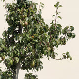 Perenboom ‘Doyenne du Comice’ - 270 cm