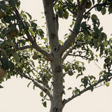 Perenboom ‘Doyenne du Comice’ - 270 cm