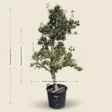 Perenboom ‘Doyenne du Comice’ - 270 cm