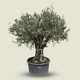 Olijfboom met verweerde bast