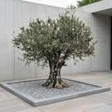 Olijfboom met verweerde bast