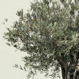 Olijfboom met verweerde bast