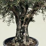 Olijfboom met verweerde bast