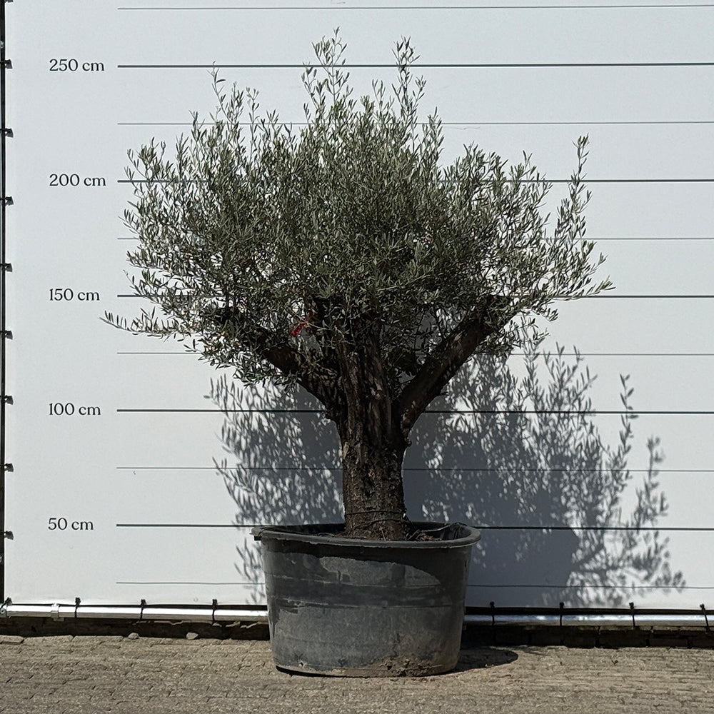 Olijfboom met oude stam
