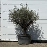 Olijfboom met oude stam