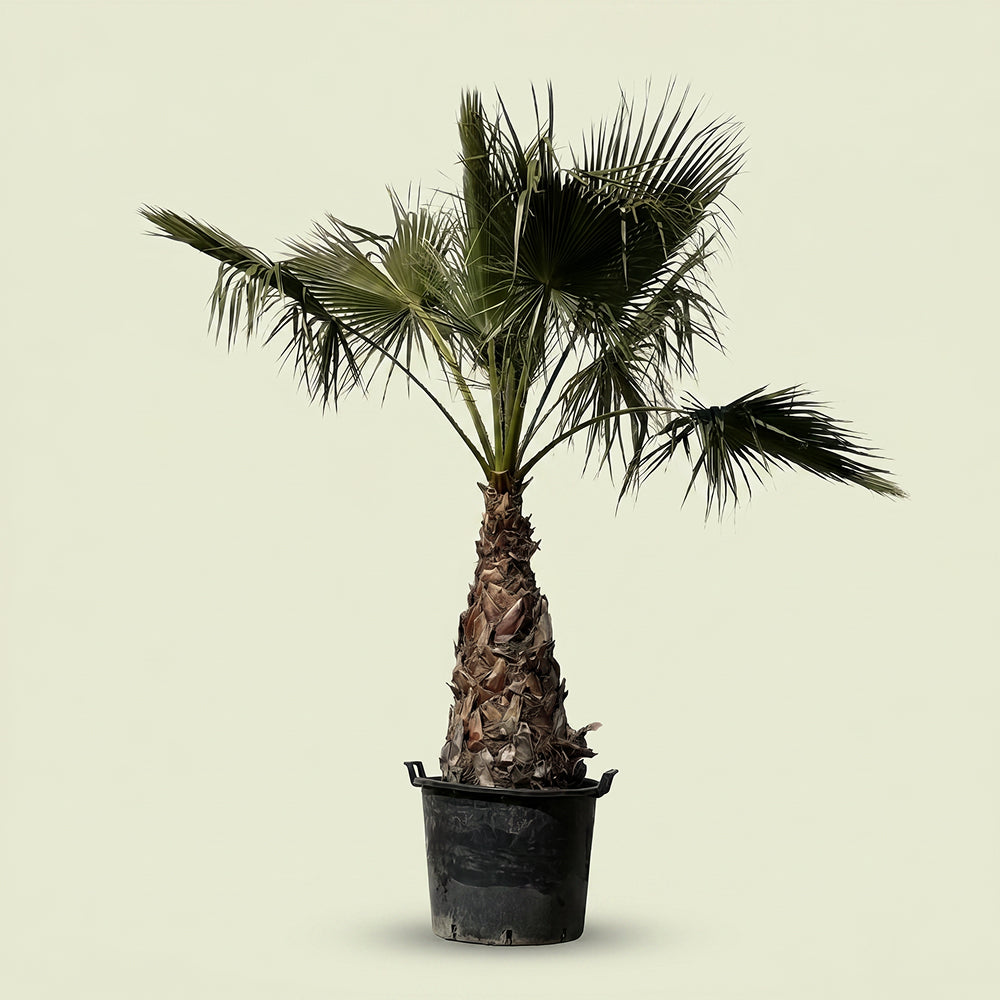 Mexicaanse waaierpalm - 250 cm