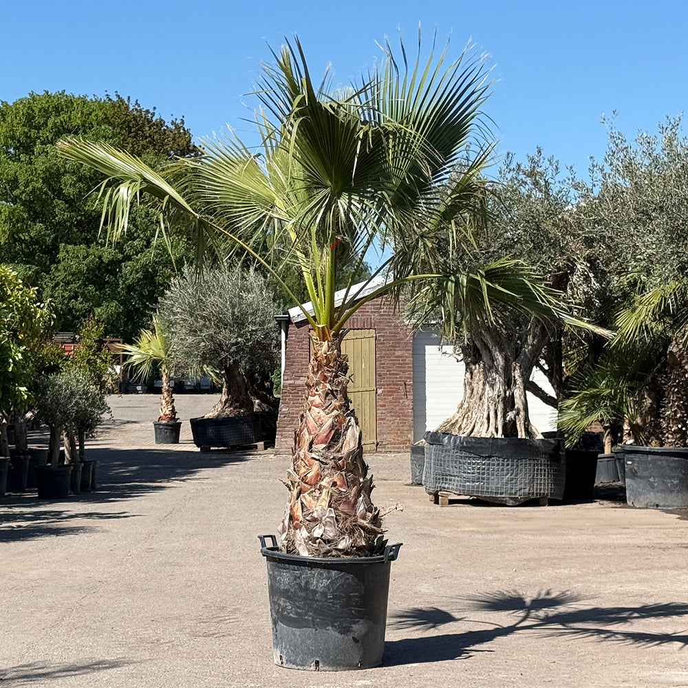 Mexicaanse waaierpalm - 250 cm