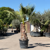 Mexicaanse waaierpalm - 250 cm