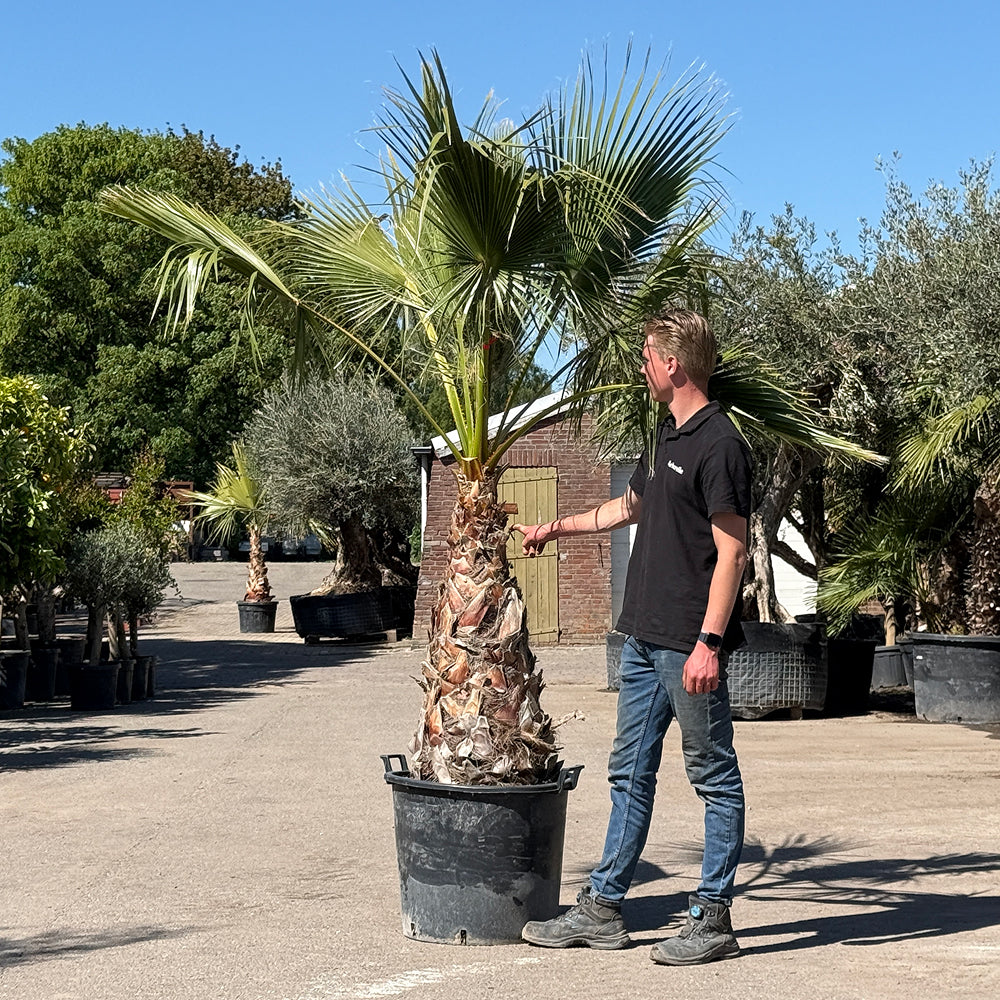 Mexicaanse waaierpalm - 250 cm