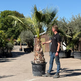 Mexicaanse waaierpalm - 250 cm