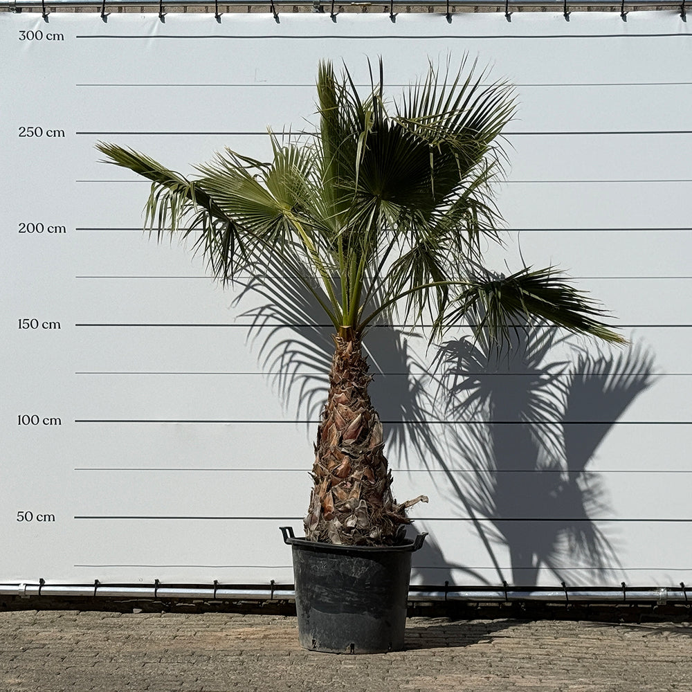 Mexicaanse waaierpalm - 250 cm